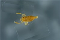 藏品(美洲葉顎蝦)的圖片